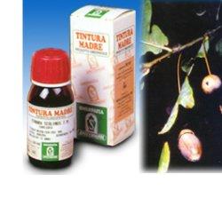 QUERCIA MARI 14 50 ML TINTURA MADRE